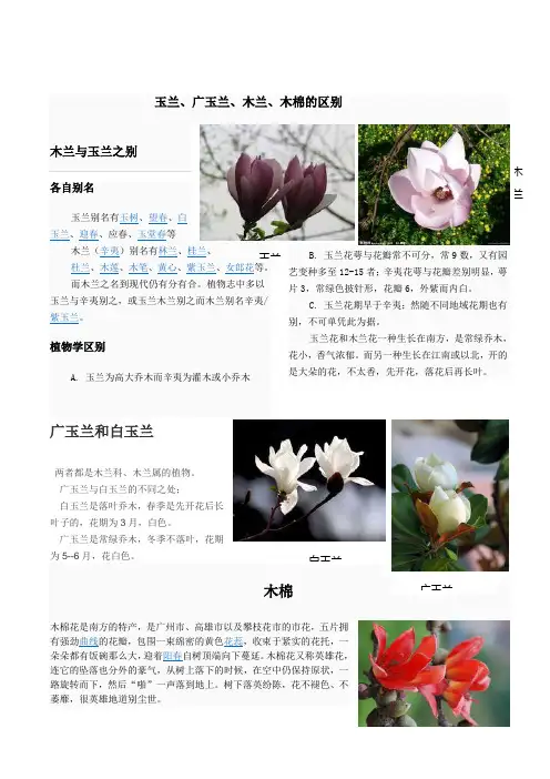 木兰与玉兰之别