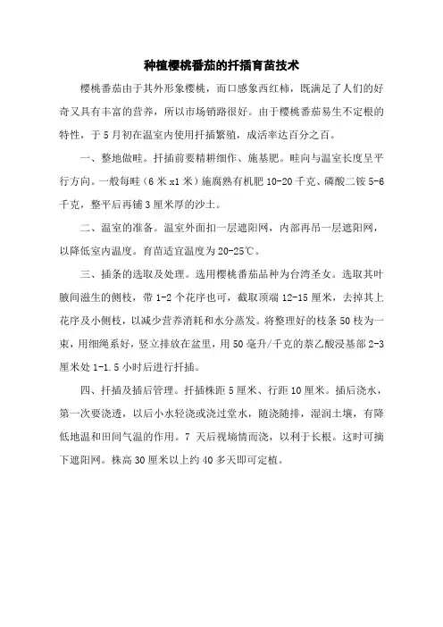 种植樱桃番茄的扦插育苗技术