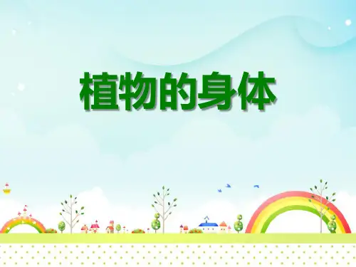 科学三年级下册《植物的身体》PPT课件(上课用)
