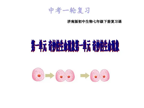 中考一轮复习第一单元奇妙的生命现象复习课件