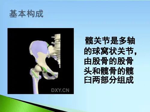 髋关节的解剖ppt课件
