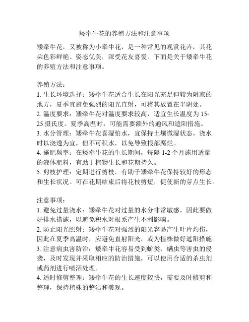 矮牵牛花的养殖方法和注意事项