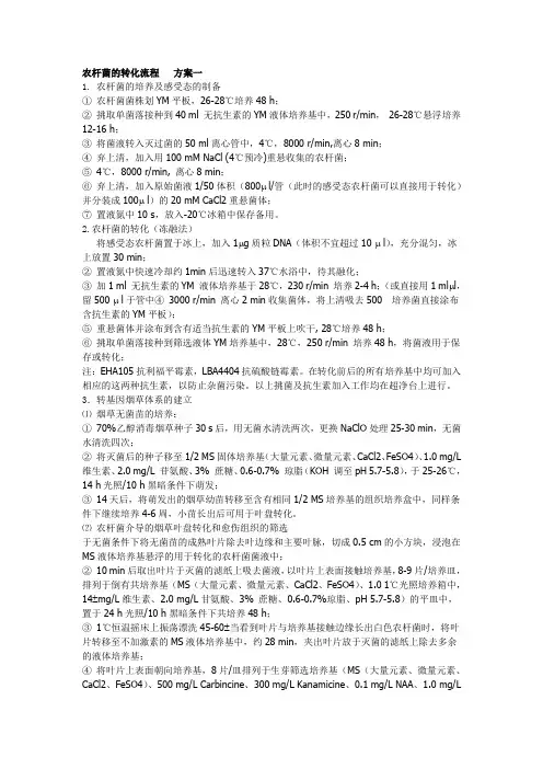 农杆菌的转化流程