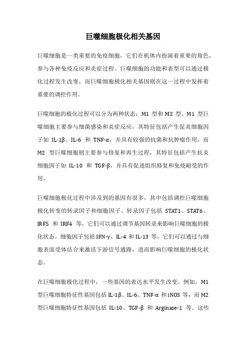 巨噬细胞极化相关基因