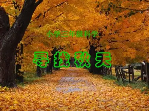 三年级科学上册3.1《寻找秋天》 优秀课件2大象版