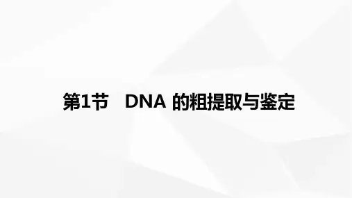 DNA的粗提取与鉴定课件高二下学期生物人教版选择性必修3