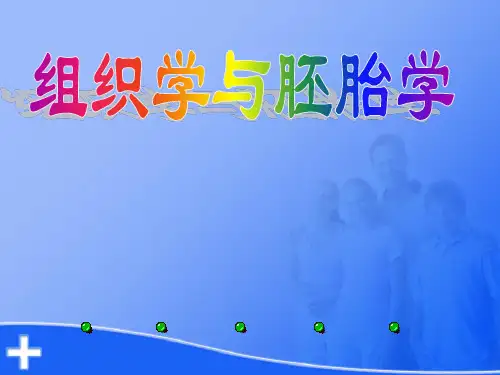 人体免疫系统PPT课件