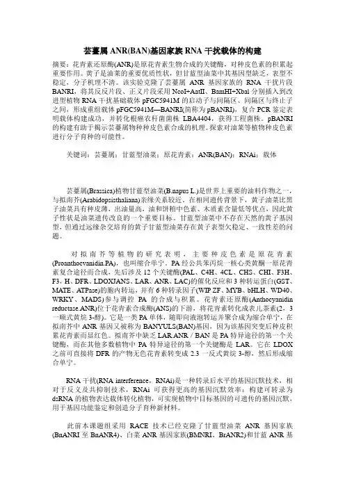 芸薹属ANR(BAN)基因家族RNA干扰载体的构建