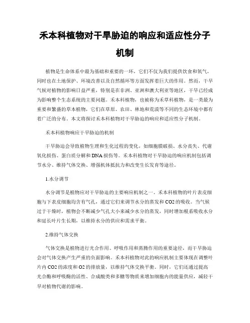 禾本科植物对干旱胁迫的响应和适应性分子机制