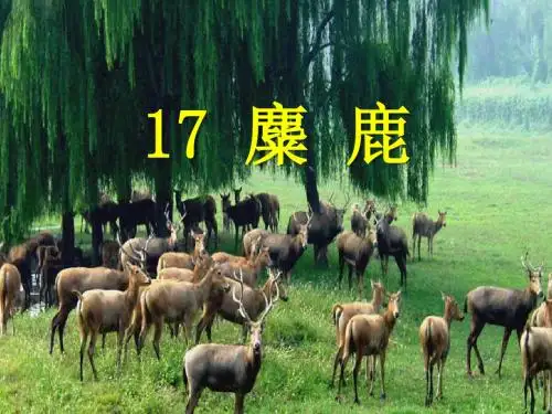 17苏教版六上麋鹿课件