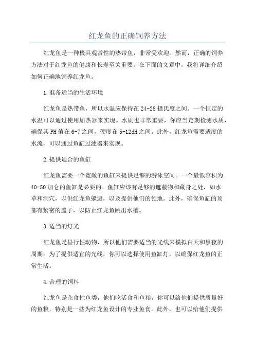 红龙鱼的正确饲养方法