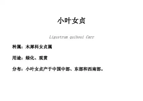 112小叶女贞