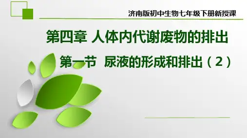 第一节尿液的形成和排出(2)课件2022-2023学年济南版生物七年级下册