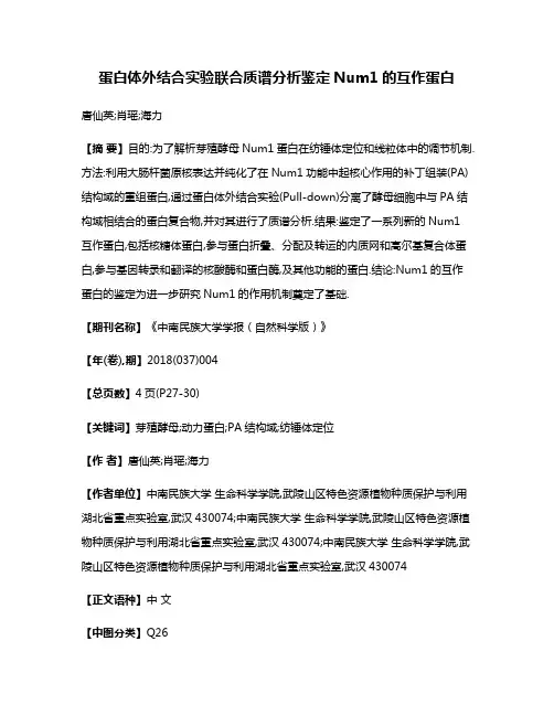 蛋白体外结合实验联合质谱分析鉴定Num1的互作蛋白