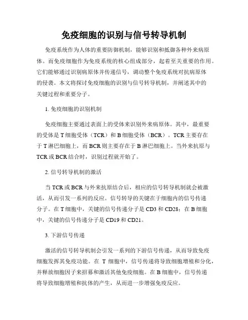 免疫细胞的识别与信号转导机制