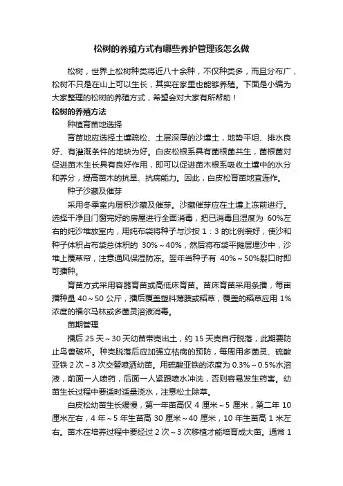 松树的养殖方式有哪些养护管理该怎么做