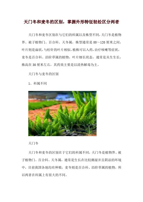 天门冬和麦冬的区别,掌握外形特征轻松区分两者
