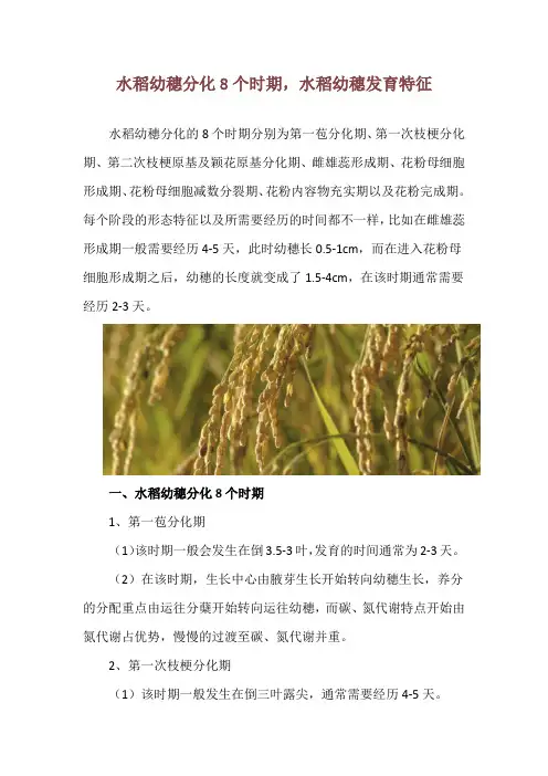 水稻幼穗分化8个时期,水稻幼穗发育特征