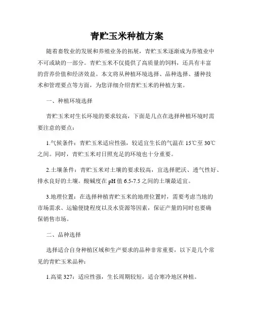 青贮玉米种植方案