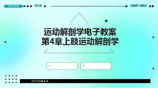 运动解剖学电子教案第4章上肢运动解剖学