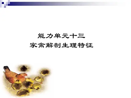 畜禽解剖生理第14章 家禽解剖生理