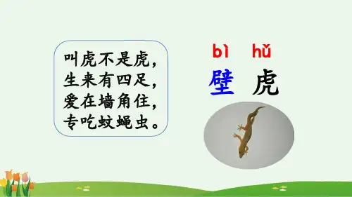 小壁虎借尾巴 ppt课件