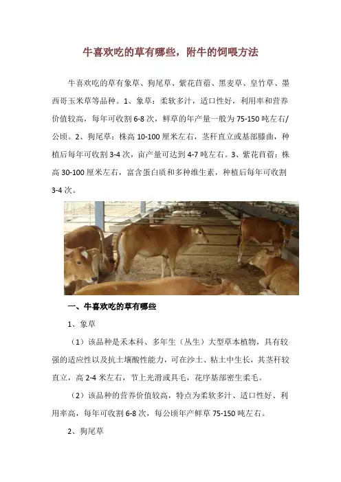 牛喜欢吃的草有哪些,附牛的饲喂方法