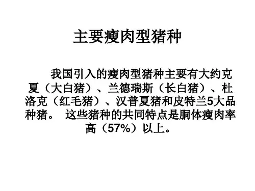 主要瘦肉型猪种