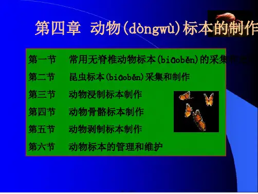 动物标本制作