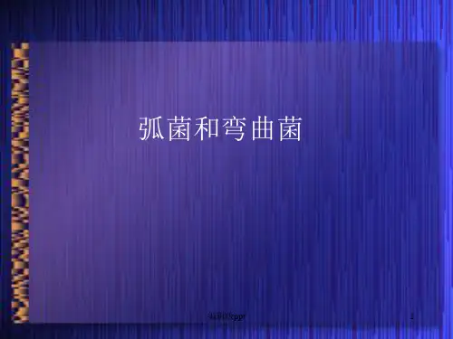 弧菌和弯曲菌PPT课件