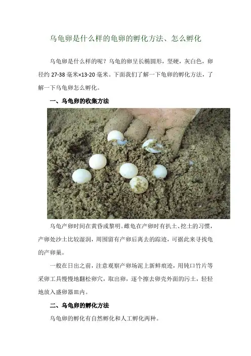 乌龟卵是什么样的 龟卵的孵化方法、怎么孵化