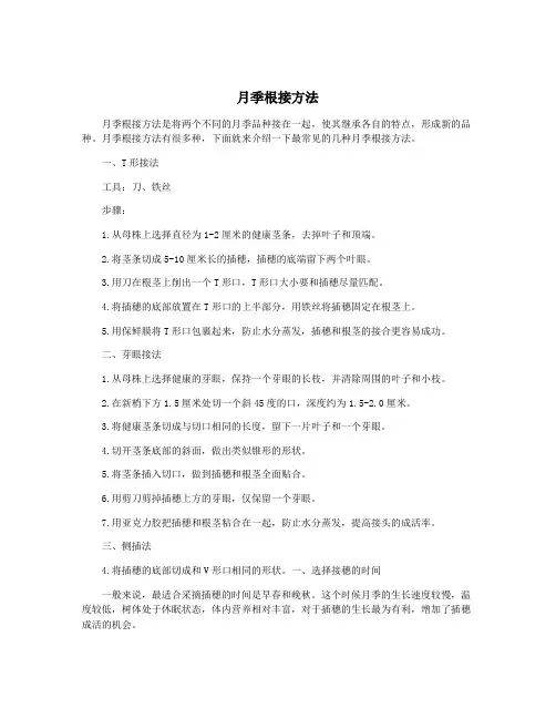 月季根接方法