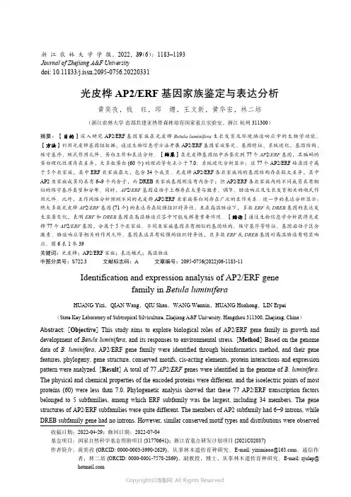 光皮桦AP2