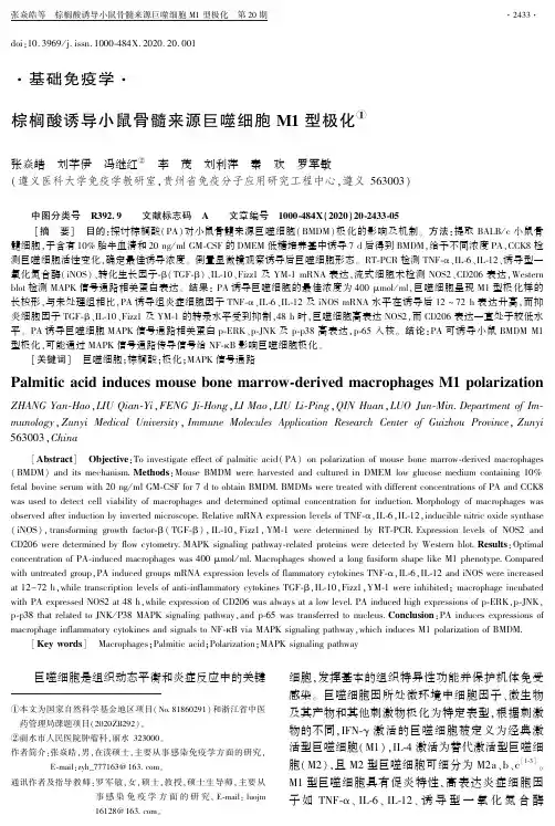 棕榈酸诱导小鼠骨髓来源巨噬细胞M1型极化