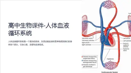 “高中生物课件-人体血液循环系统”