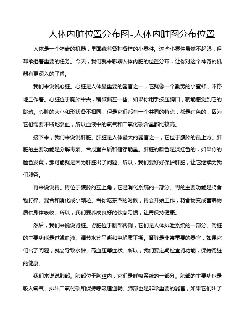 人体内脏位置分布图-人体内脏图分布位置