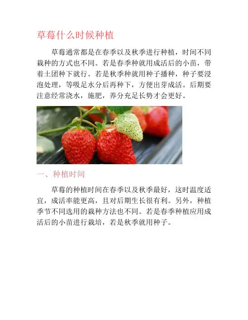 草莓什么时候种植-养花技巧
