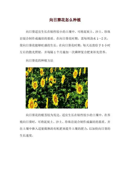 向日葵花怎么种植