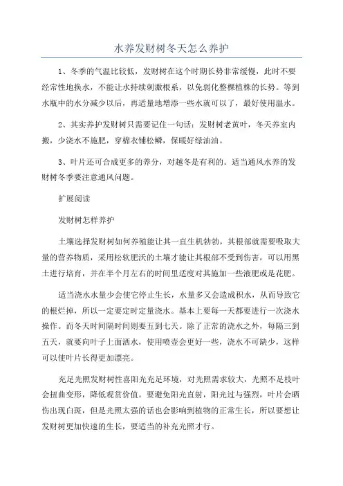 水养发财树冬天怎么养护