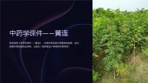 《中药学课件-黄连》