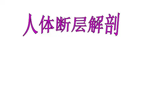 头部断层解剖