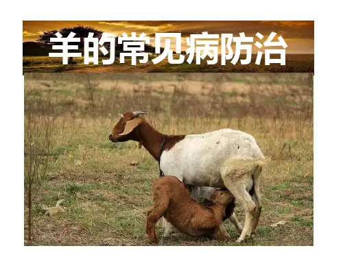 羊的常见病防治