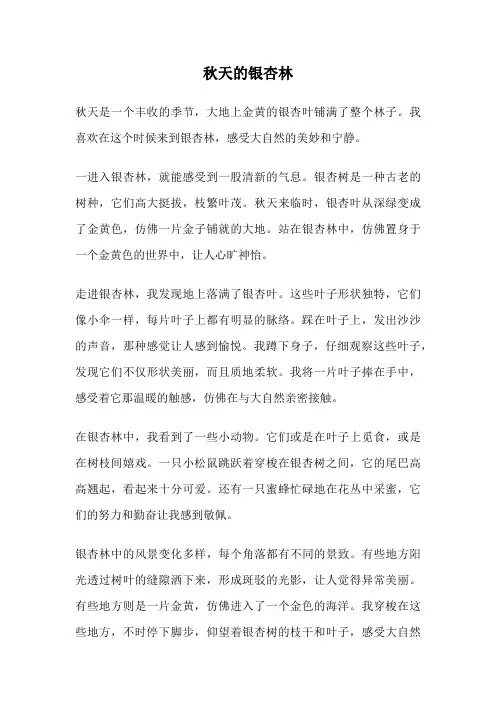 秋天的银杏林