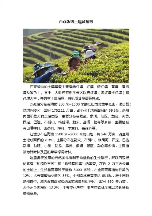 西双版纳土壤及植被