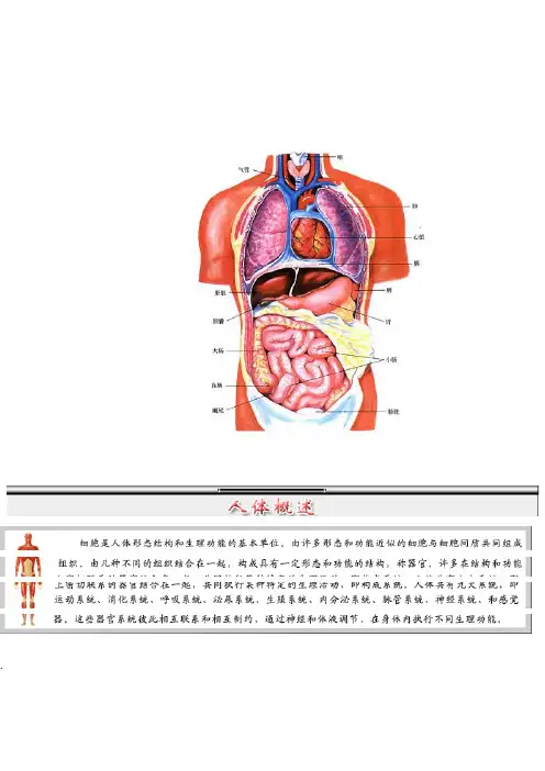 人体结构五十六个解剖图谱