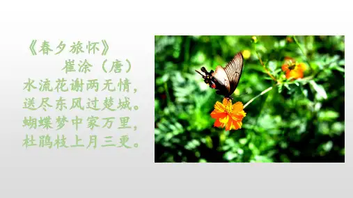 四年级语文上册课件蝴蝶的家人教部编版PPT张
