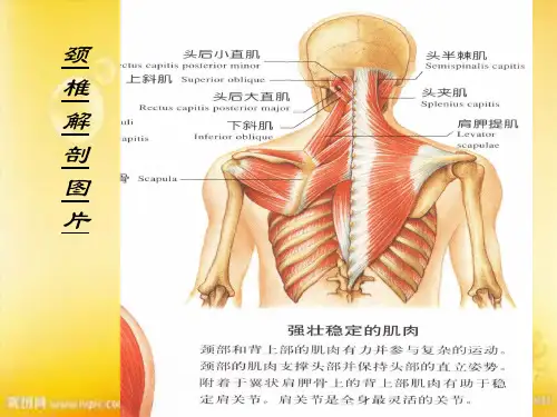 颈椎解剖图片ppt
