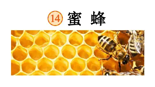 部编版三年级下册语文《蜜蜂》PPT优质课件说课