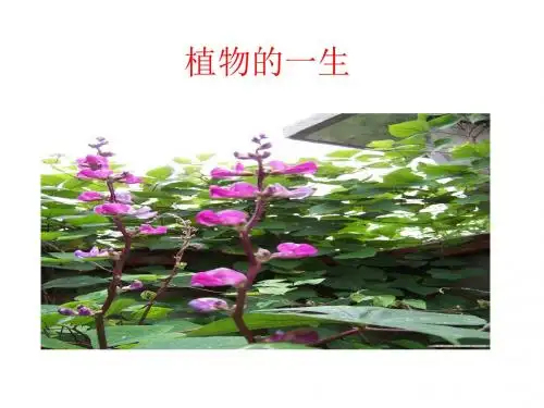 2、根和茎演示文稿
