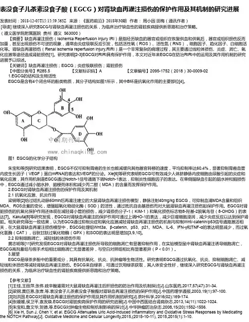 表没食子儿茶素没食子酸(EGCG)对肾缺血再灌注损伤的保护作用及